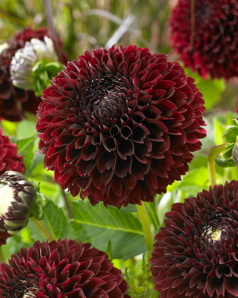 Dahlia Boll Jowey Mirella 1-pack